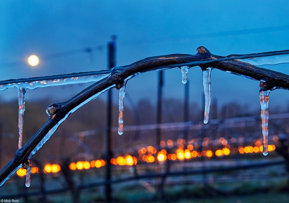 Mick Rock_Iced Vine